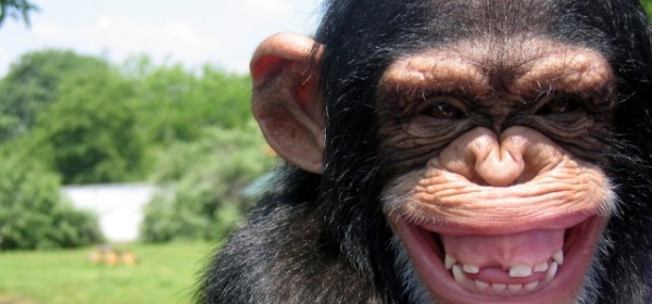scimmia ubriaca - foto da twitter
