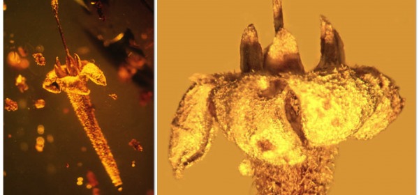 Un fiore di 30 milioni anni fa, intrappolato nell'ambra (fonte: George Poinar)