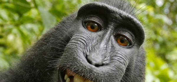 selfie macaco