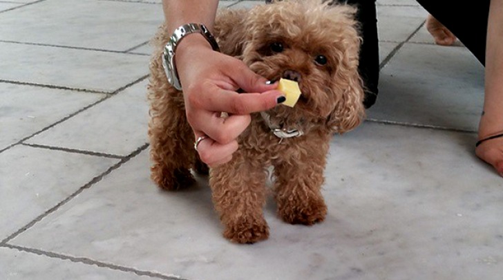 Michelle Hunziker e il cane Lilly