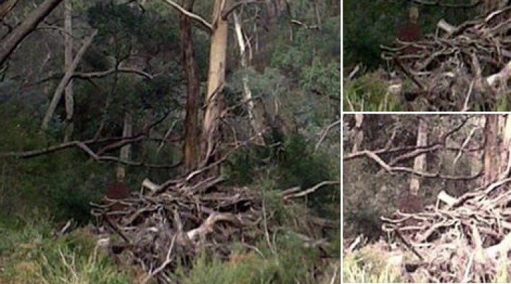 Fantasma nel Bosco