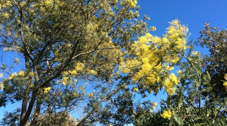 mimose anomale a dicembre