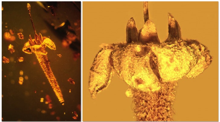 Un fiore di 30 milioni anni fa, intrappolato nell'ambra (fonte: George Poinar)